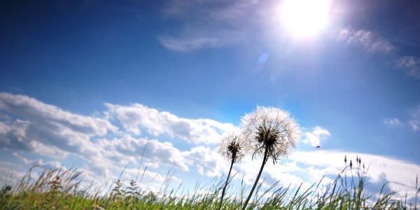 Fresh meadow background